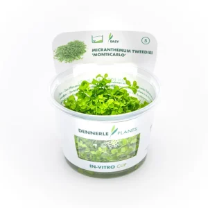 Montecarlo-Perlenkraut, Micranthemum tweediei, In Vitro Markenware